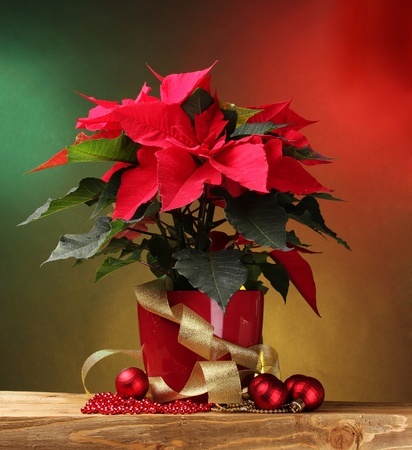 Poinsettias – all you need to know