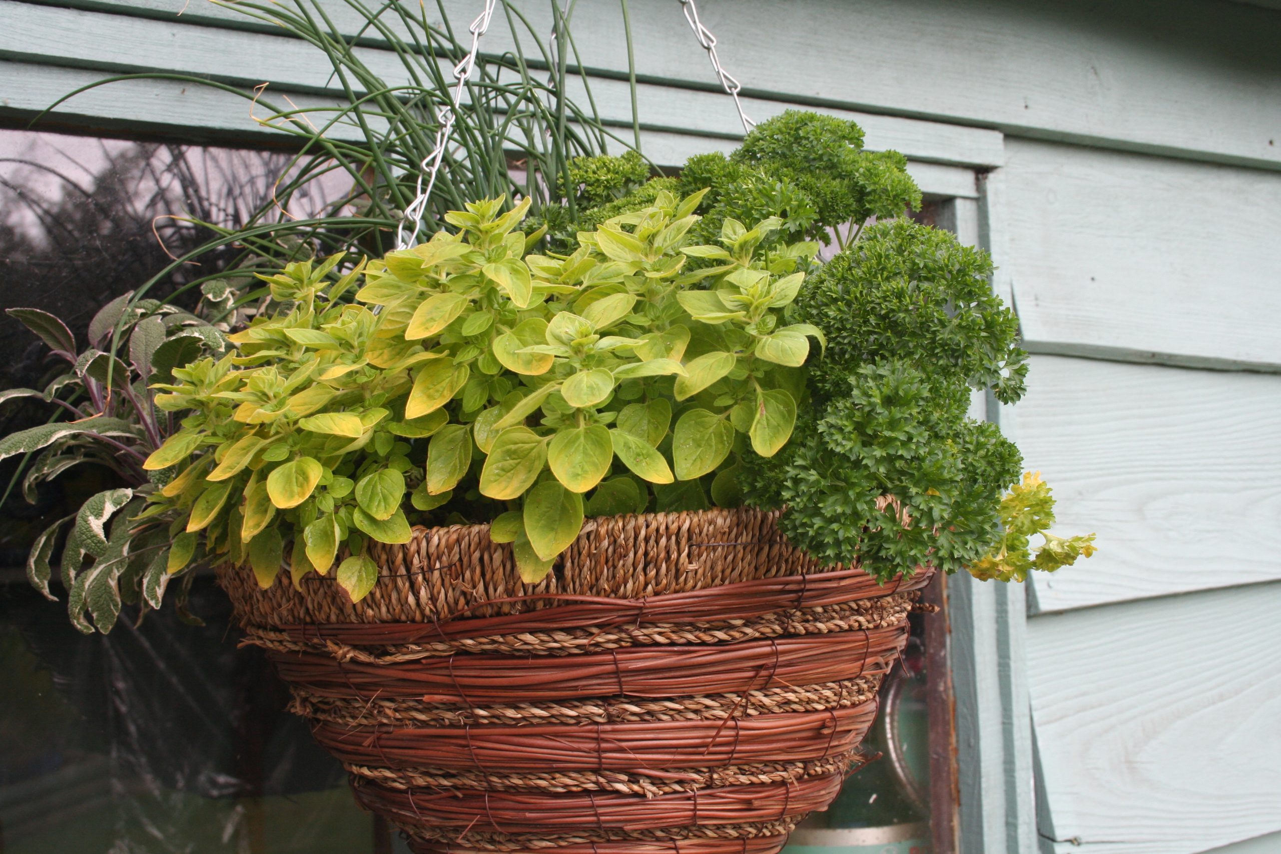 Herbs for containers and hanging baskets