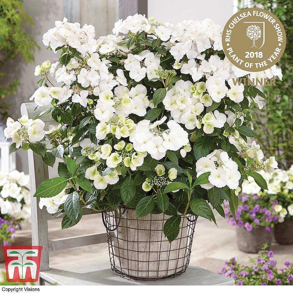 Plant Profile – Hydrangea hybrid Runaway Bride® ‘Snow White’ –  RHS Chelsea Flower Show Plant of the Year 2018