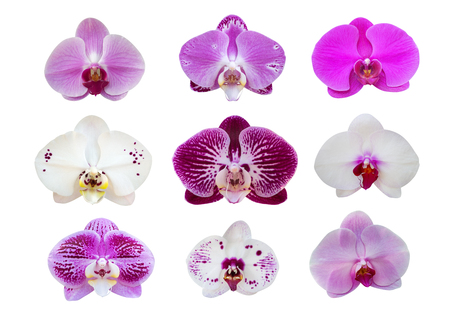 Plant profile – Phalaenopsis (Moth Orchid)