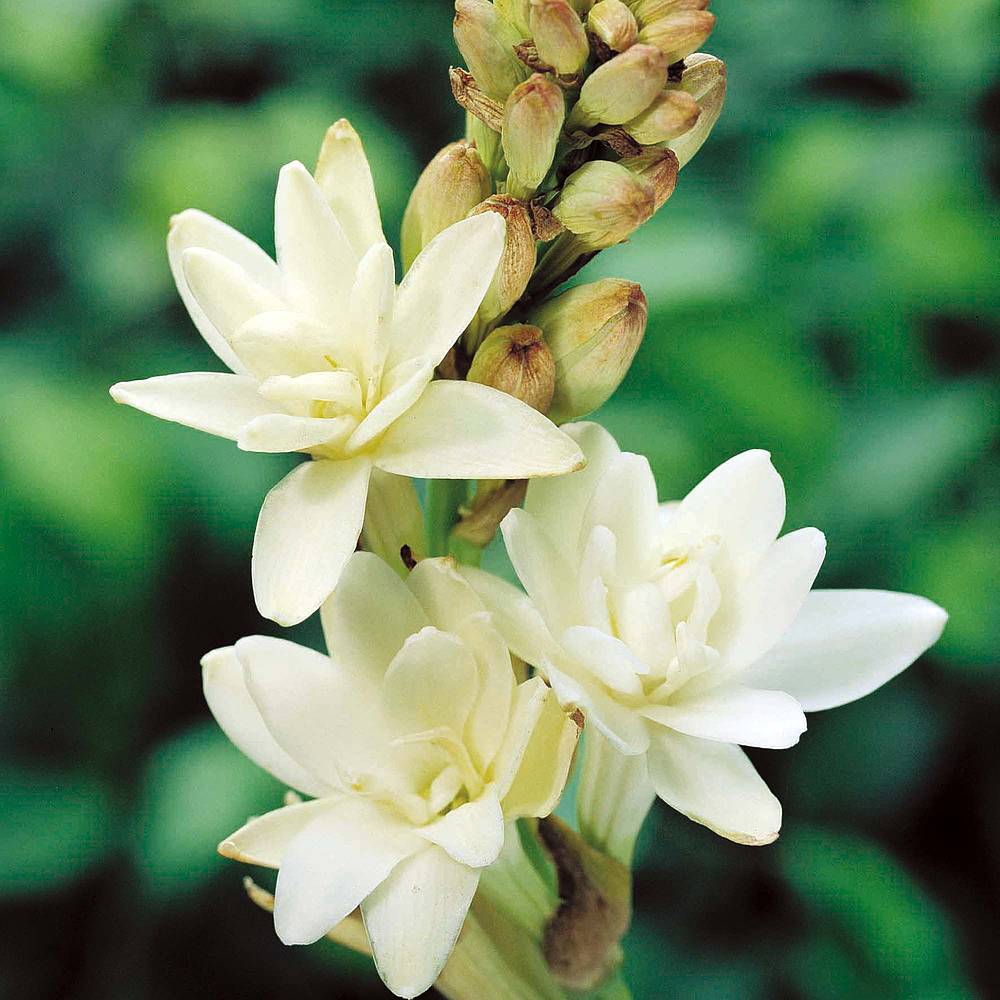 Plant Profile – Polianthes Tuberosa (Tuberose)