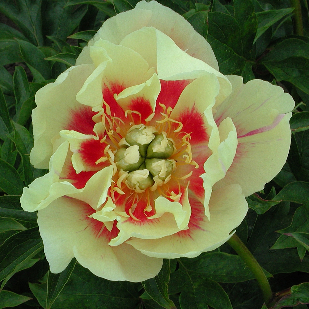 Itoh Peonies (Intersectional Peonies)