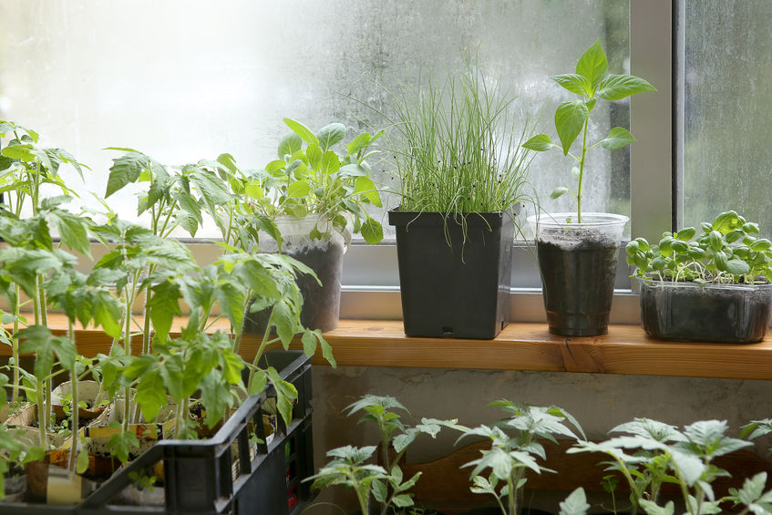Windowsill Vegetable Gardening