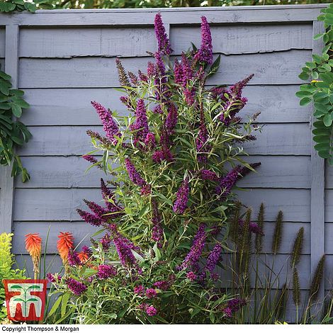 Plant Profile – Buddleja Butterfly Towers – NEW