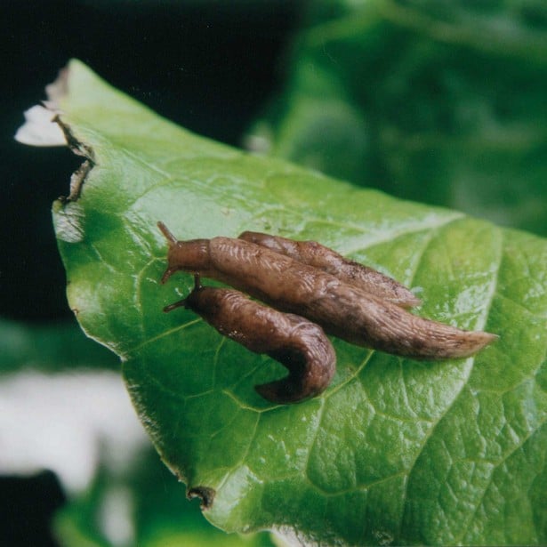 Controlling Slugs With Natural Nematodes