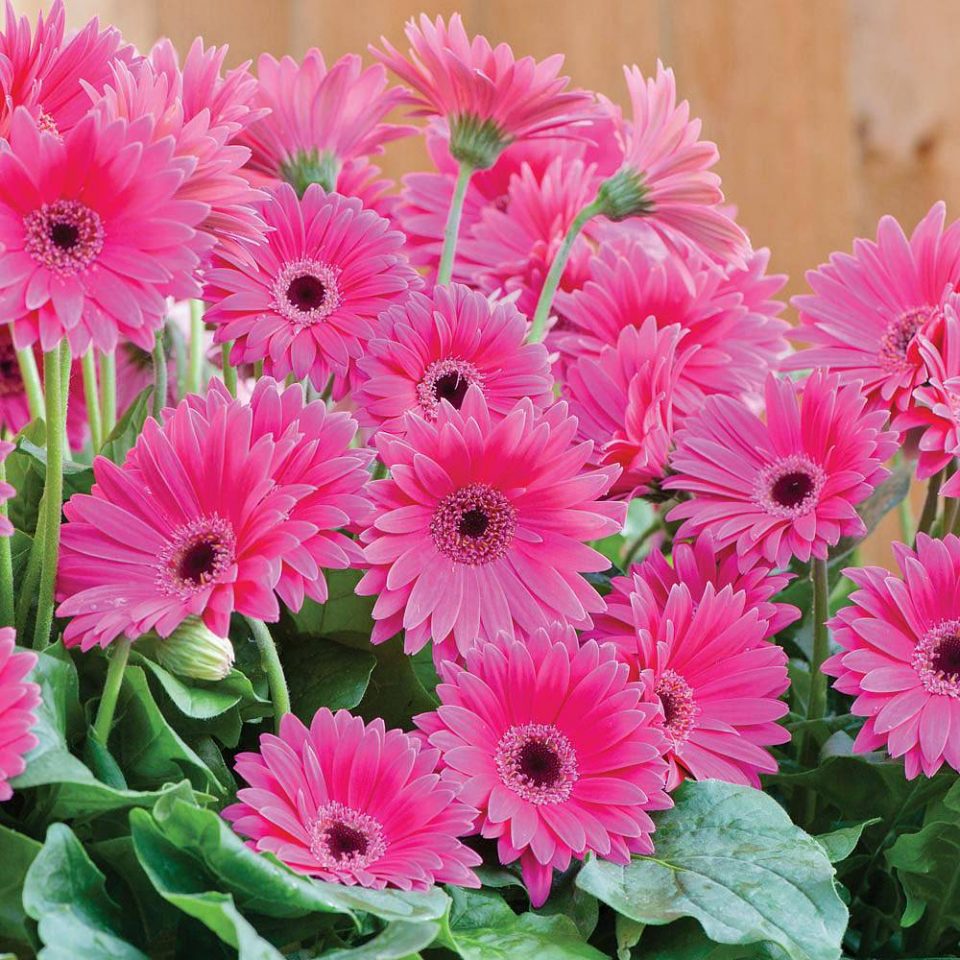 Plant Profile Gerbera Garvinea Sweet Series Garden for