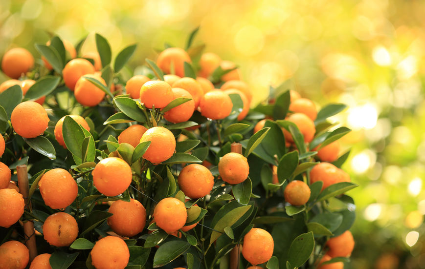 Citrus Plants – 10 Top Tips For Success