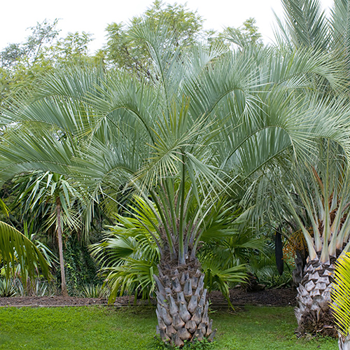 Palms in the garden
