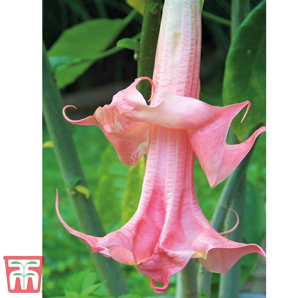 Plant Profile – Brugmansias (Angel’s Trumpets)