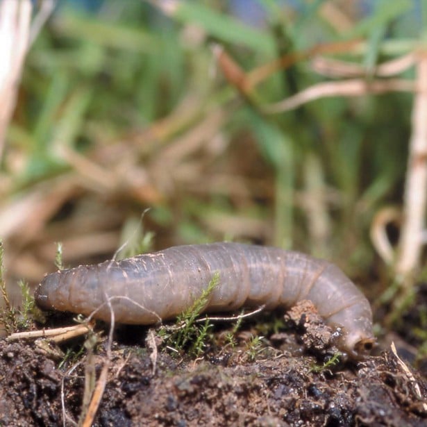 Controlling Leatherjackets In Your Lawn With Natural Nematodes