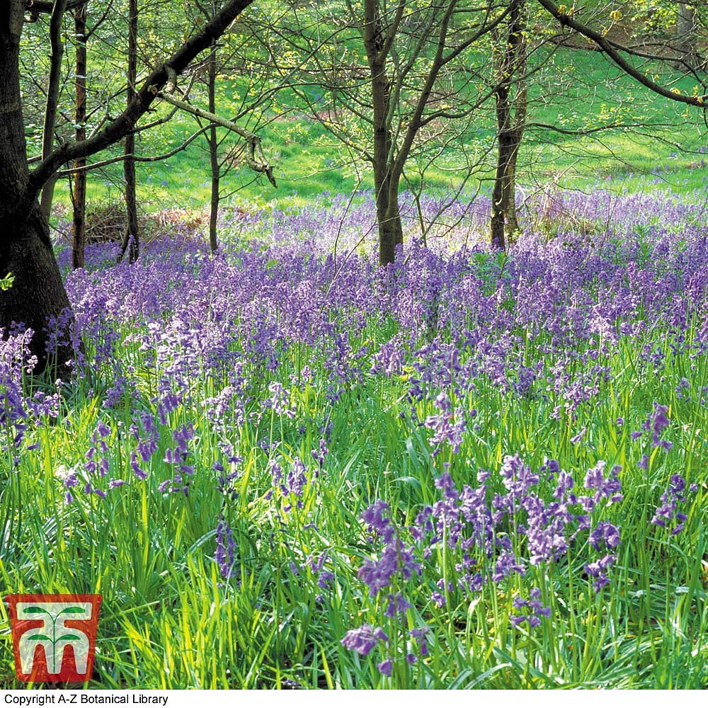 The Fight For The English Bluebell