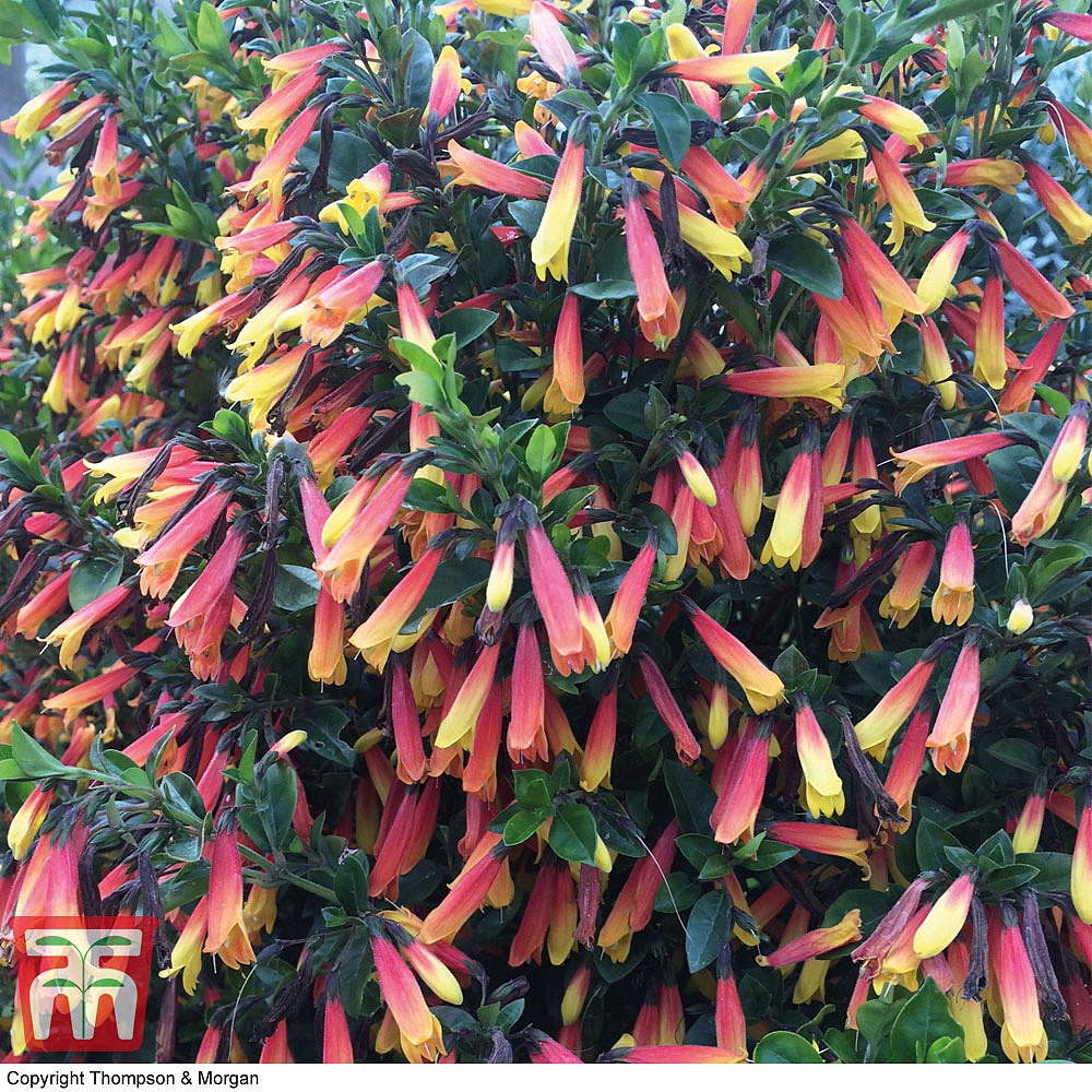 Plant Profile – Jacobinia Pauciflora (Brazilian Fuchsia)