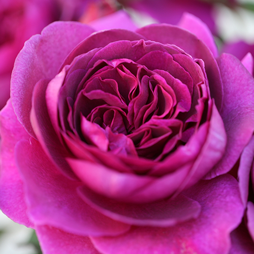 Plantaholic’s Choice – Rose Timeless Purple