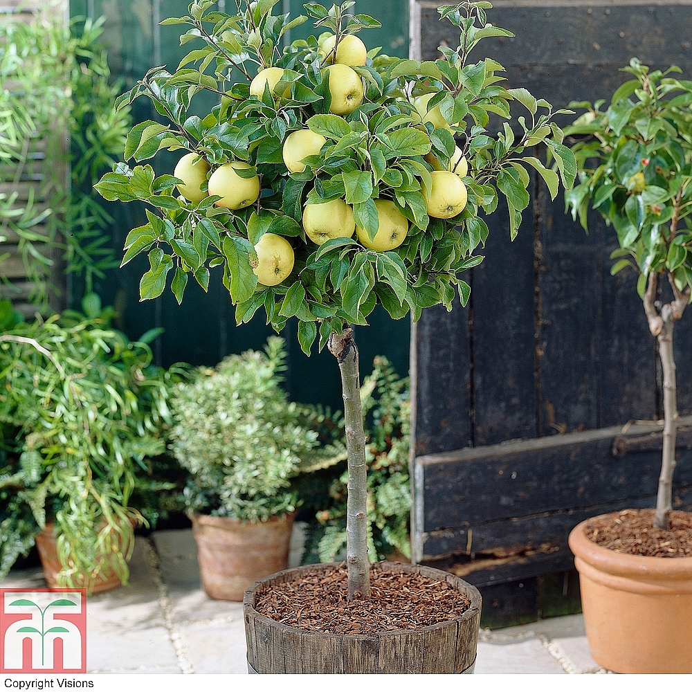 Mini Fruit Trees – An Orchard On Your Patio