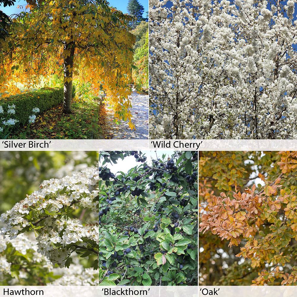 Ten Great Reasons To Use Mixed Native Hedging In Our Gardens