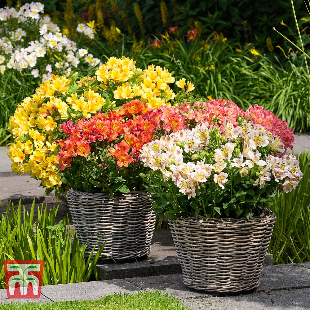 Plantaholic’s Choice – NEW Alstroemeria ‘Valley’ Collection (Summer Paradise Series)