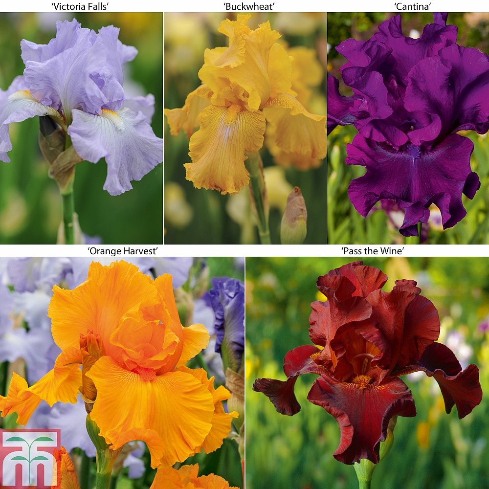 Plantaholic’s Choice – Reblooming Irises
