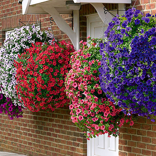 Product Profile – Make Planting Your Hanging Baskets A Doddle With Easy Fill Baskets