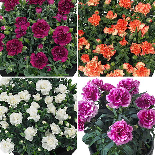 Plantaholic’s Choice – Fragrant Pot Carnation Adorables Collection