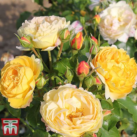 Rose ‘Belle de Jour’ – Rose of the Year 2021