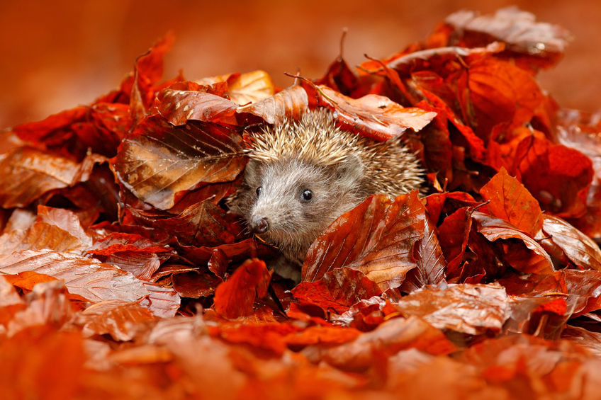 12 Tips For A Hedgehog-Friendly Garden