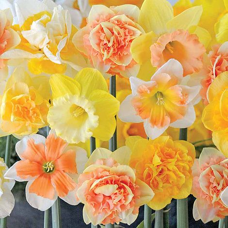 Plantaholic’s Choice – Desirable Daffodil Collections