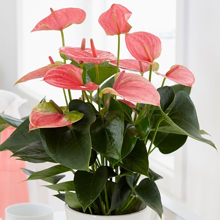 5 Good Houseplants For Air Purification