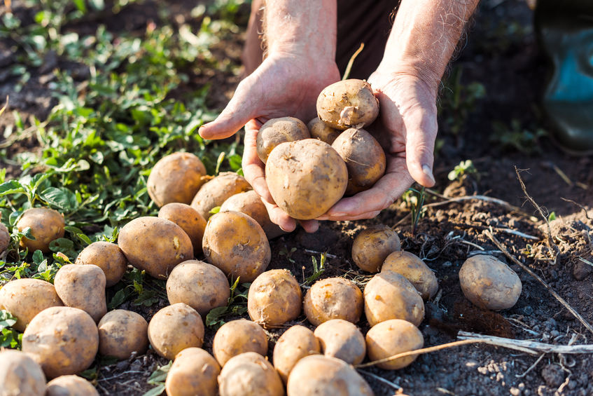 Plantaholic’s Choice – Albert Bartlett Premium Seed Potatoes