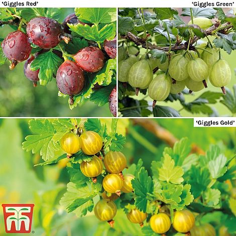 Plantaholic’s Choice – NEW Gooseberry Giggles Series