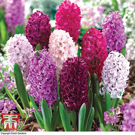 Plantaholic’s Choice – Handsome Hyacinth Collections For Your Garden