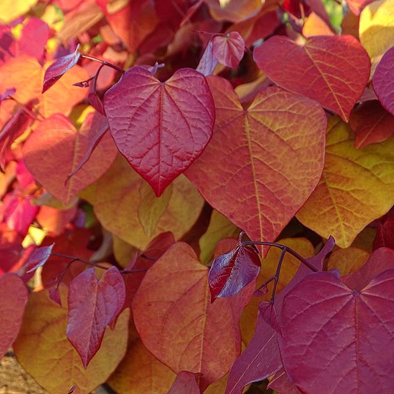 Cercis ‘Eternal Flame’ – RHS Chelsea Flower Show Plant of the Year 2021