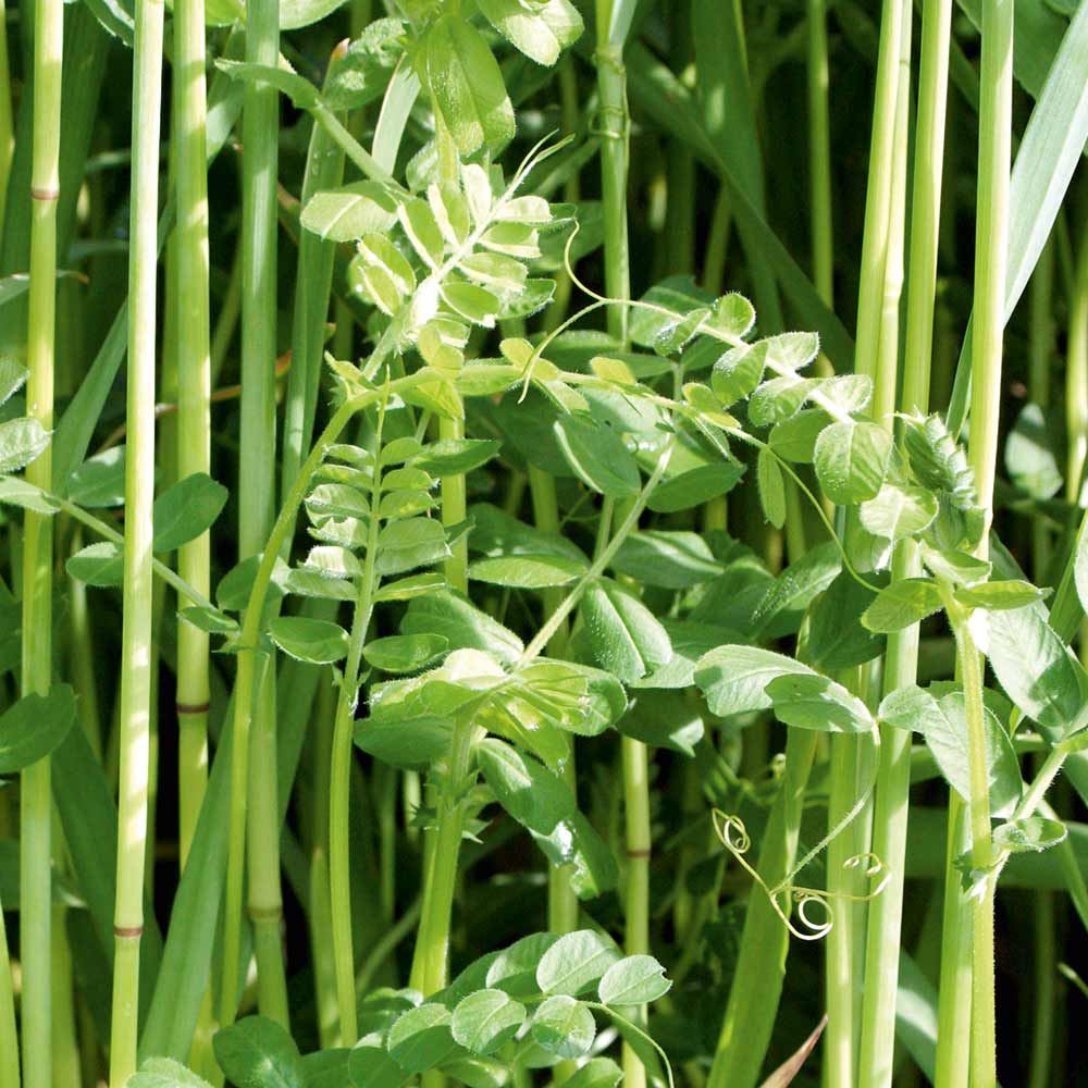Why You Should Sow A Green Manure This Autumn