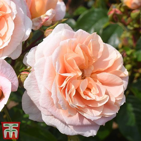 Rose ‘It’s A Wonderful Life’ – Rose Of The Year 2022