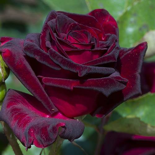 Plantaholic’s Choice – Rose Black Baccara