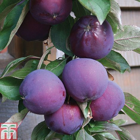 Plantaholic’s Choice – Columnar Apple Purple Haze
