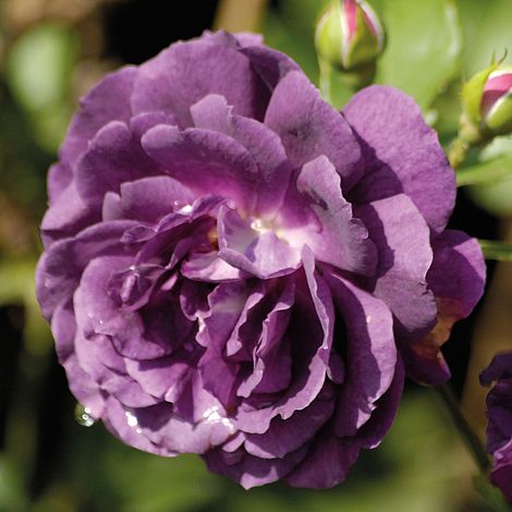 Plantaholic’s Choice – Four Fabulously Flamboyant Roses