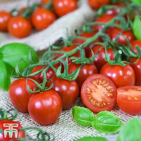 Plantaholic’s Choice – Tomato Rubylicious