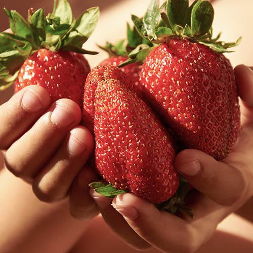 Plantaholic’s Choice – Strawberry ‘Sweet Colossus’