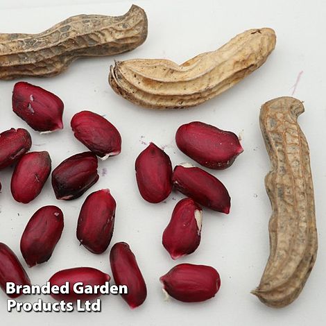 Grow Your Own Peanuts
