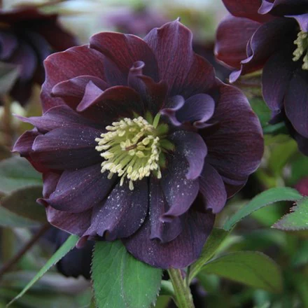 Flowers From The Darkside – Blackest Blooms