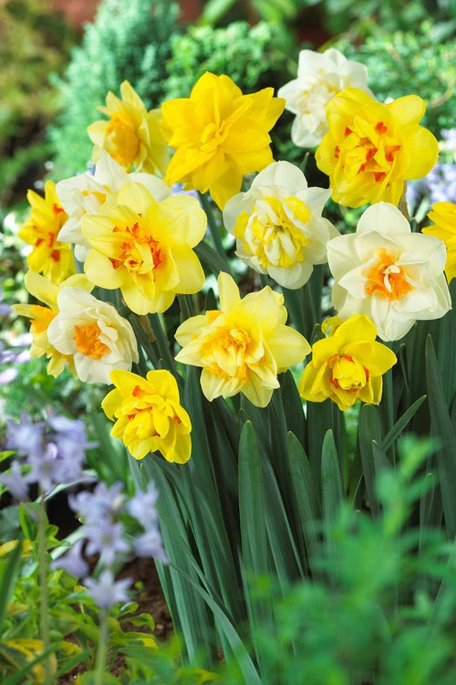 Plantaholic’s Choice – Delightfully Double Daffodils