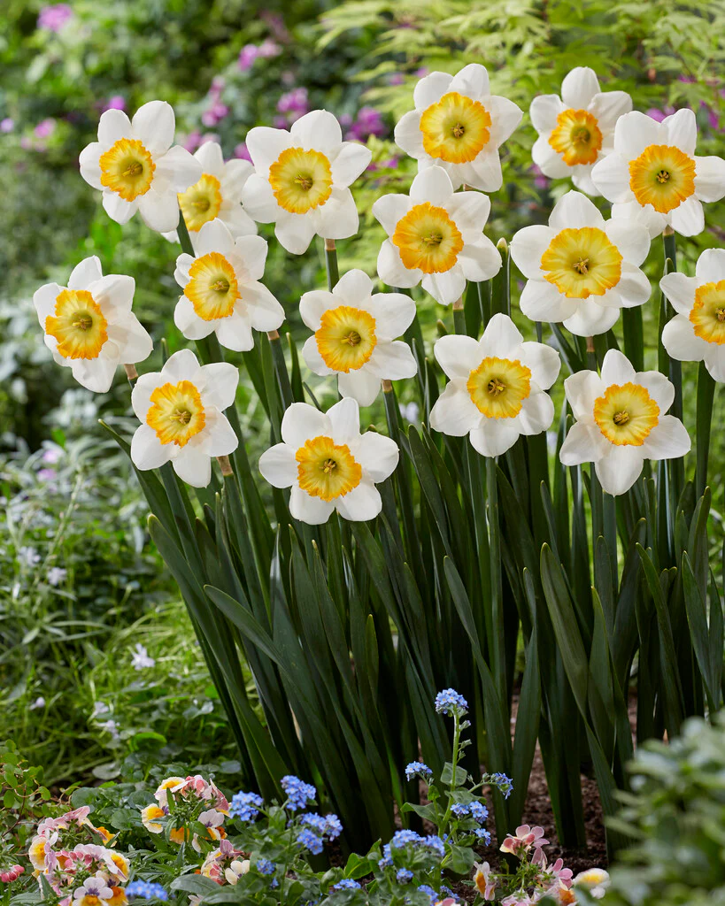 Plantaholic’s Choice – New Daffodils For 2022