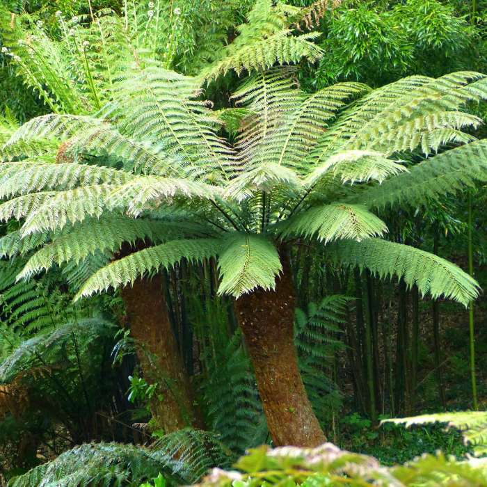 Plant Profile – Dicksonia Antarctica – Tree Fern