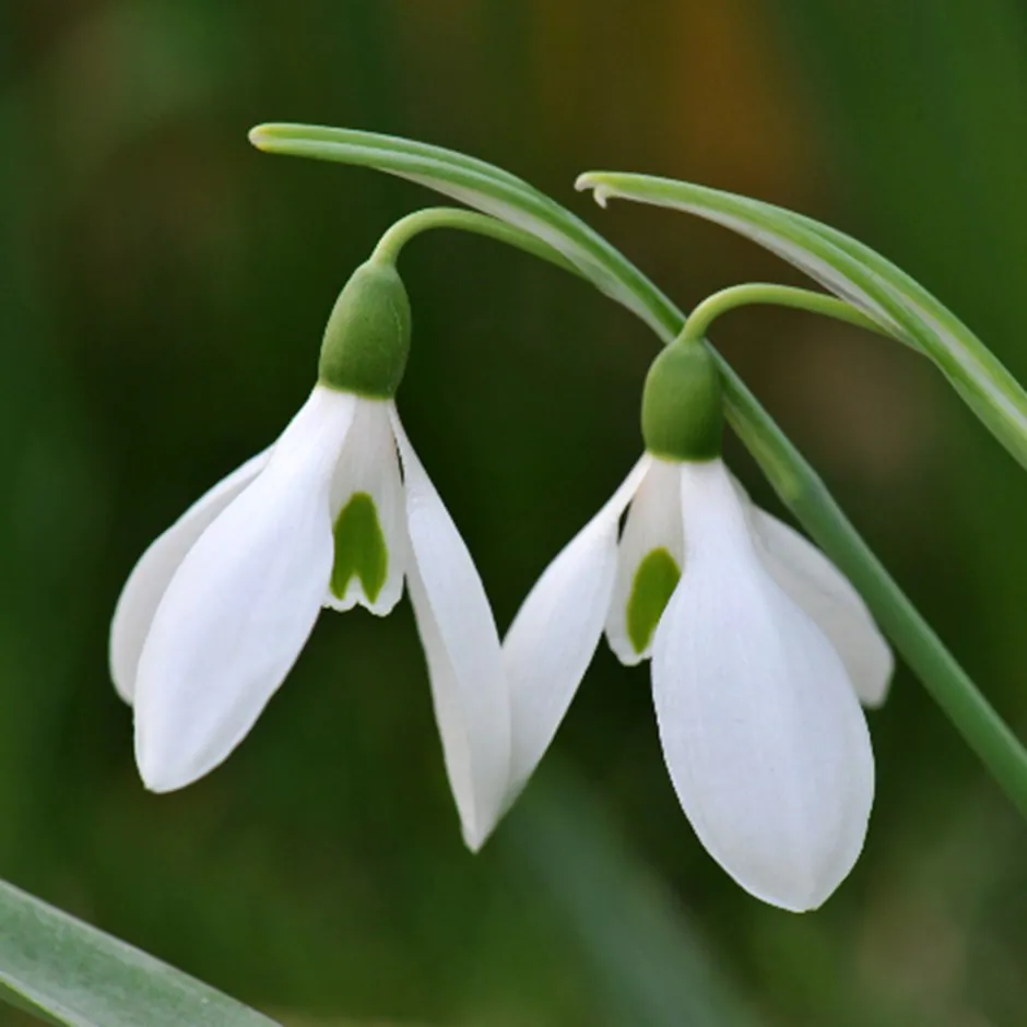 Snowdrops – Could You Be A Galanthophile?
