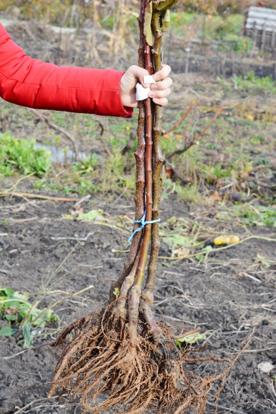 Planting Bare Root Trees And Shrubs