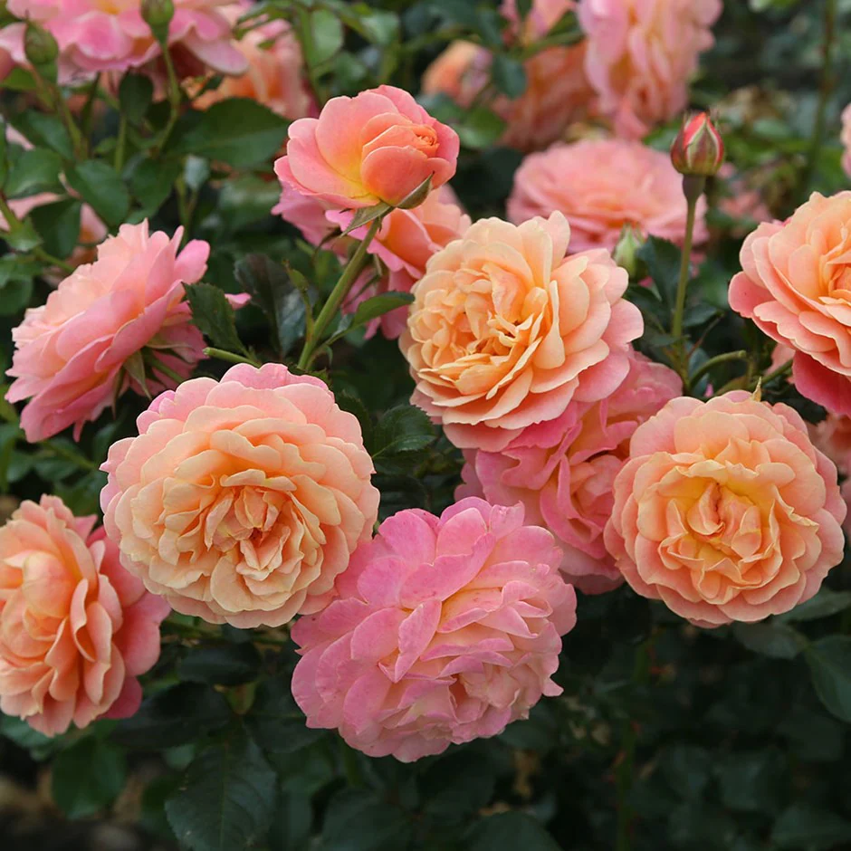 Rose of the Year 2023 – Rose Peach Melba (climbing)