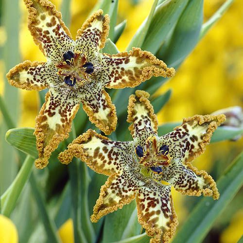 Plantaholic’s Choice – Ferraria Crispa – The Starfish Iris
