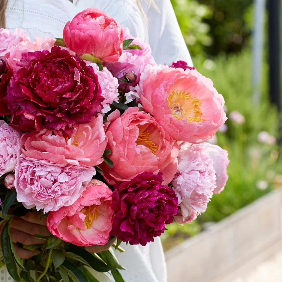Peonies For The Cutting Garden