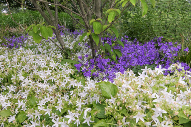 Plant Profile – Campanula: so many flowers!