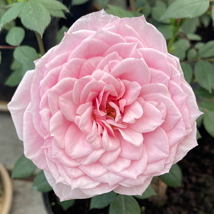Plantaholic’s Choice – Rose Jennifer Rose Sell